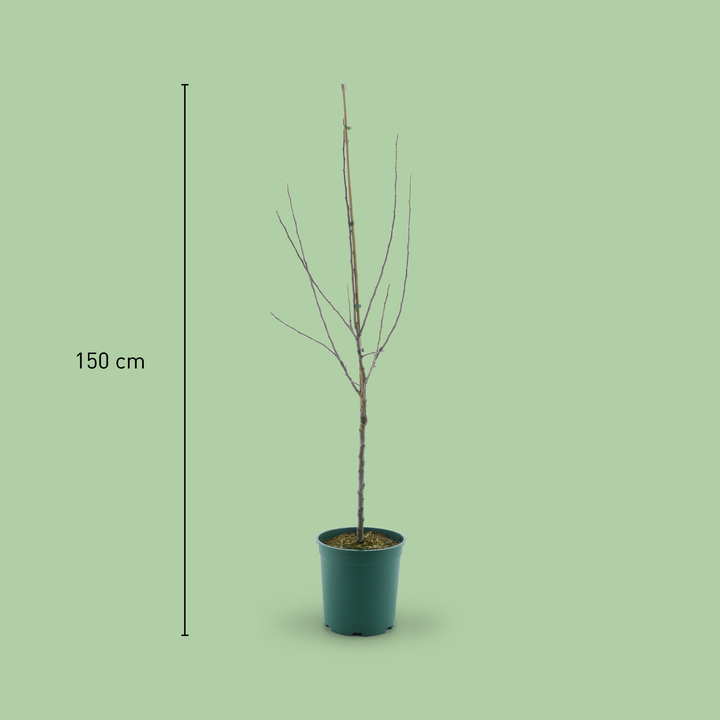 Größe des Bio-Apfelbaums 'Pirella'