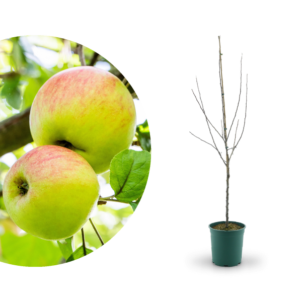 Bio-Apfelbaum 'Pirella' Herbstapfel