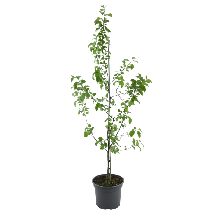 Bio-Apfelbaum 'Piros' Sommerapfel
