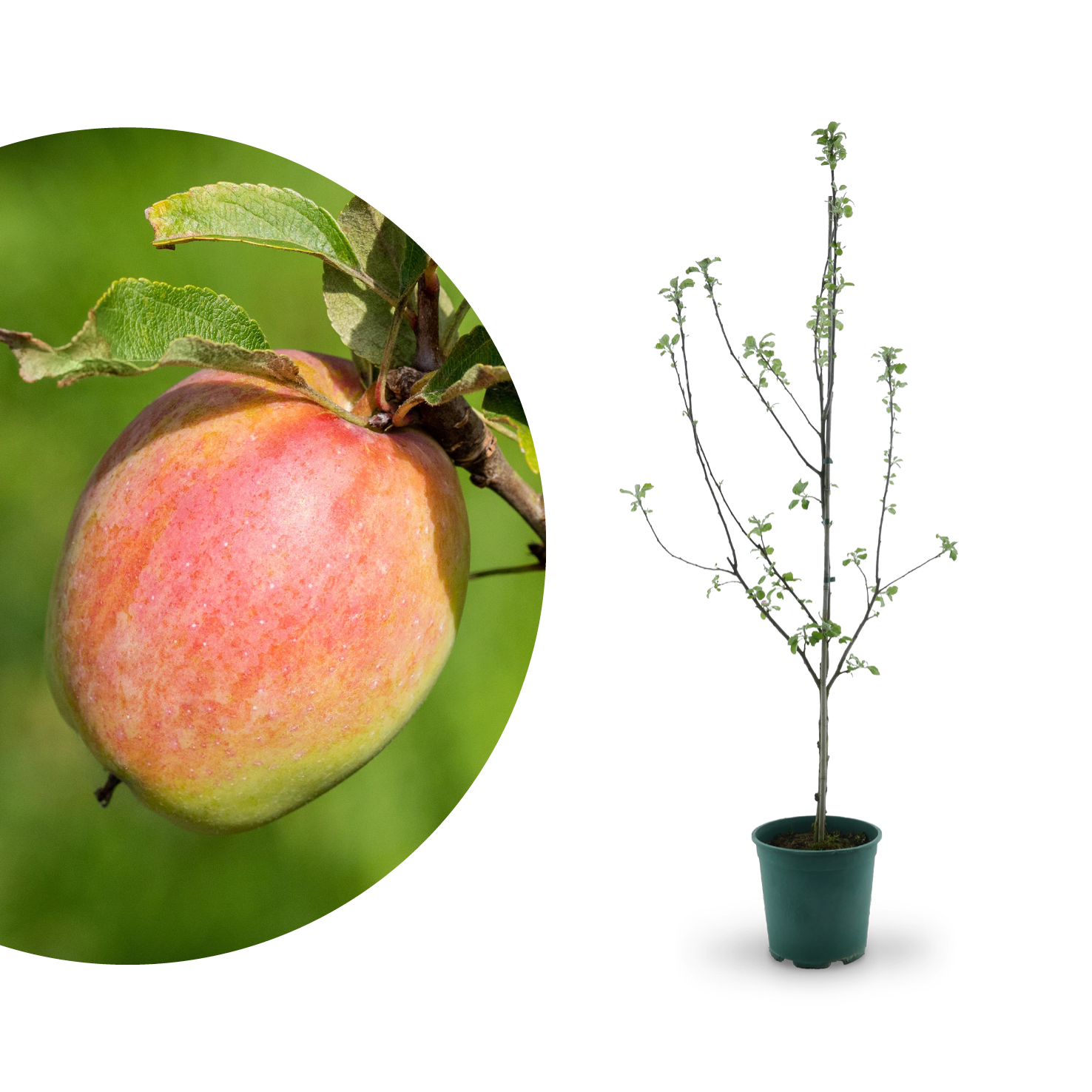 Bio-Apfelbaum 'Prinz Albrecht von Preußen' Herbstapfel