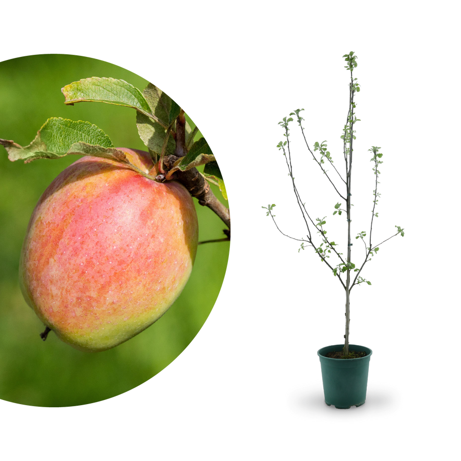 Bio-Apfelbaum 'Prinz Albrecht von Preußen' Herbstapfel