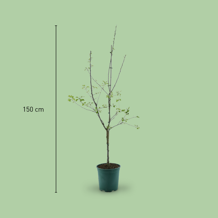 Größe des Bio-Apfelbaums 'Rebella'