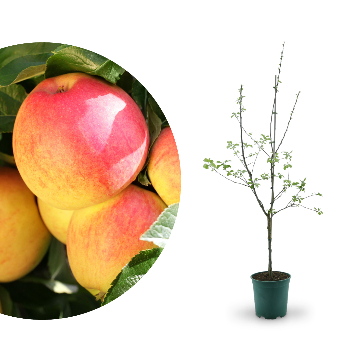 Bio-Apfelbaum 'Rebella' Herbstapfel