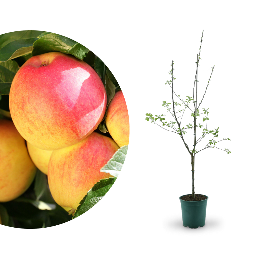 Bio-Apfelbaum 'Rebella' Herbstapfel