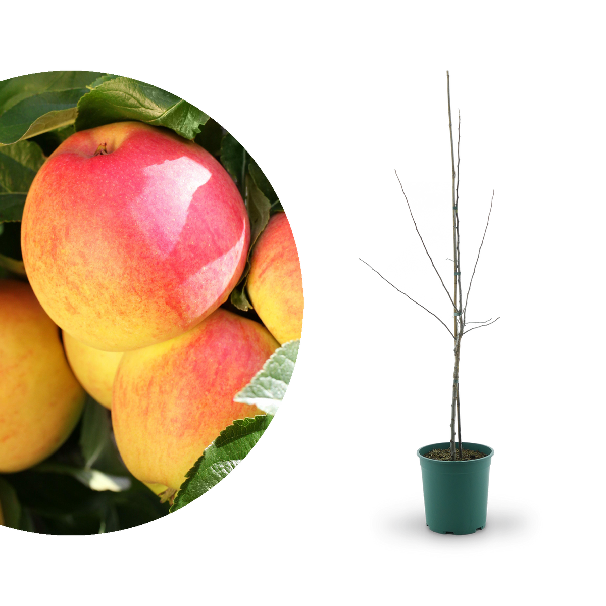 Bio-Apfelbaum 'Rebella'® Herbstapfel