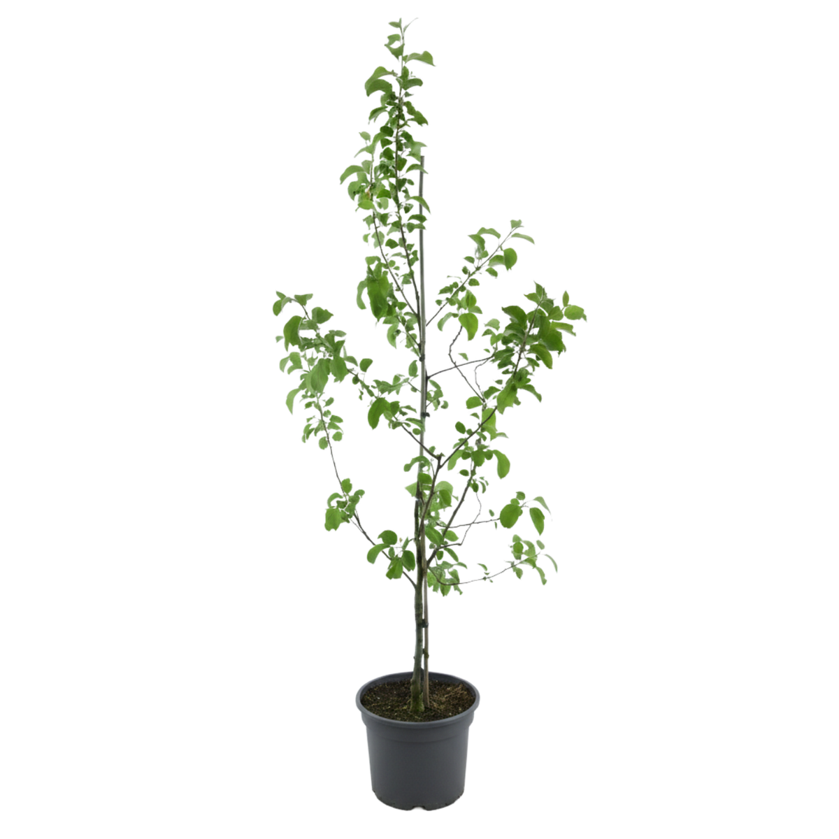 Bio-Apfelbaum 'Topaz' Winterapfel