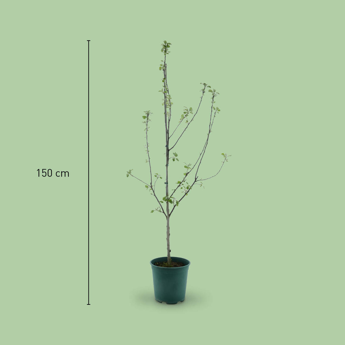 Größe des Bio-Apfelbaums 'Weißer Winterglockenapfel'