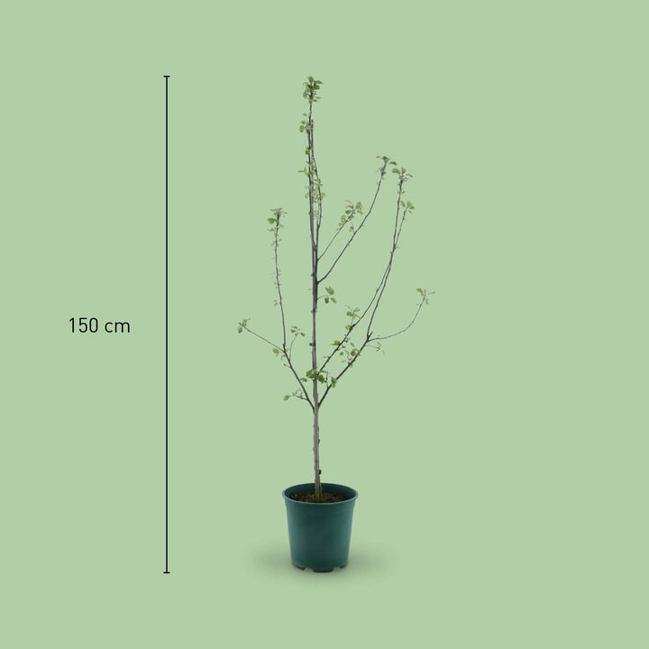 Größe des Bio-Apfelbaums 'Weißer Winterglockenapfel'
