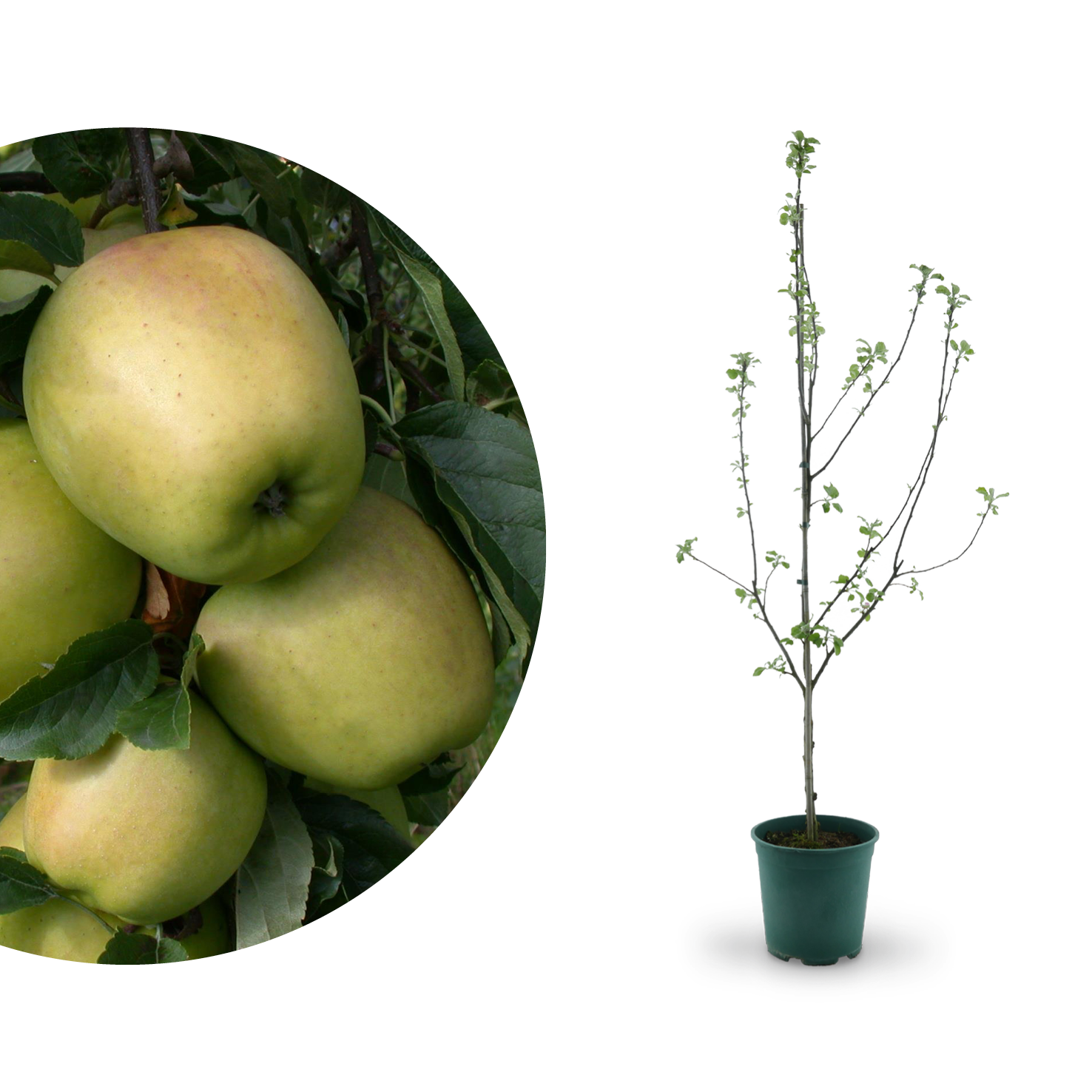 Bio-Apfelbaum 'Weißer Winterglockenapfel' Winterapfel