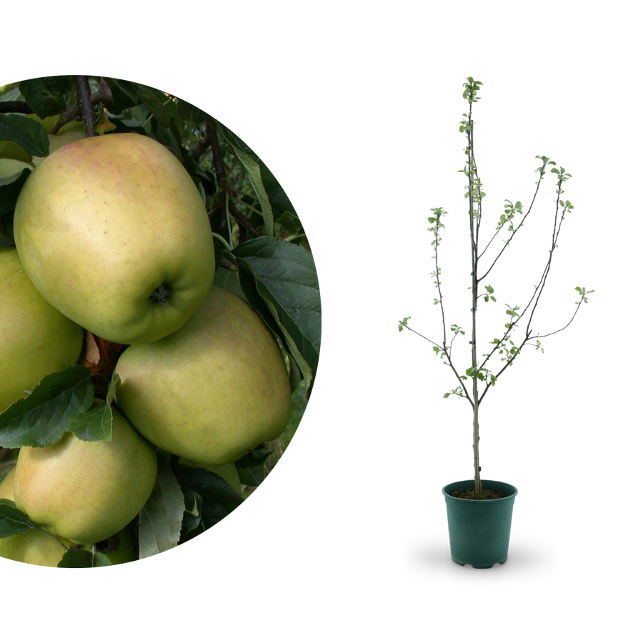 Bio-Apfelbaum 'Weißer Winterglockenapfel' Winterapfel
