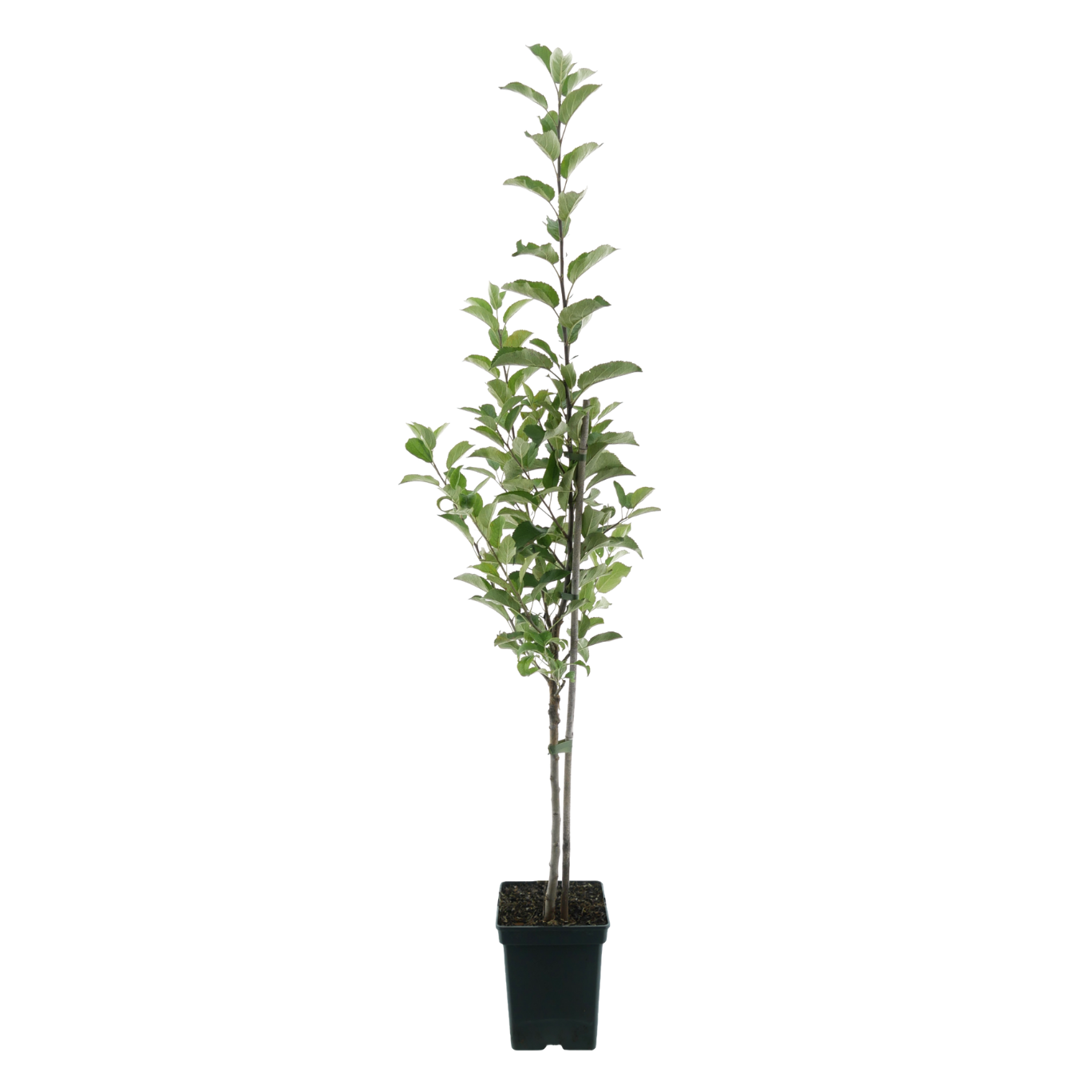Bio-Apfelbaum 'Wellant' Winterapfel