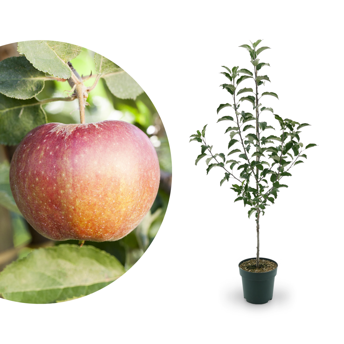 Bio-Apfelbaum 'Wellant'® Winterapfel