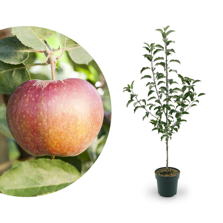 Bio-Apfelbaum 'Wellant'® Winterapfel