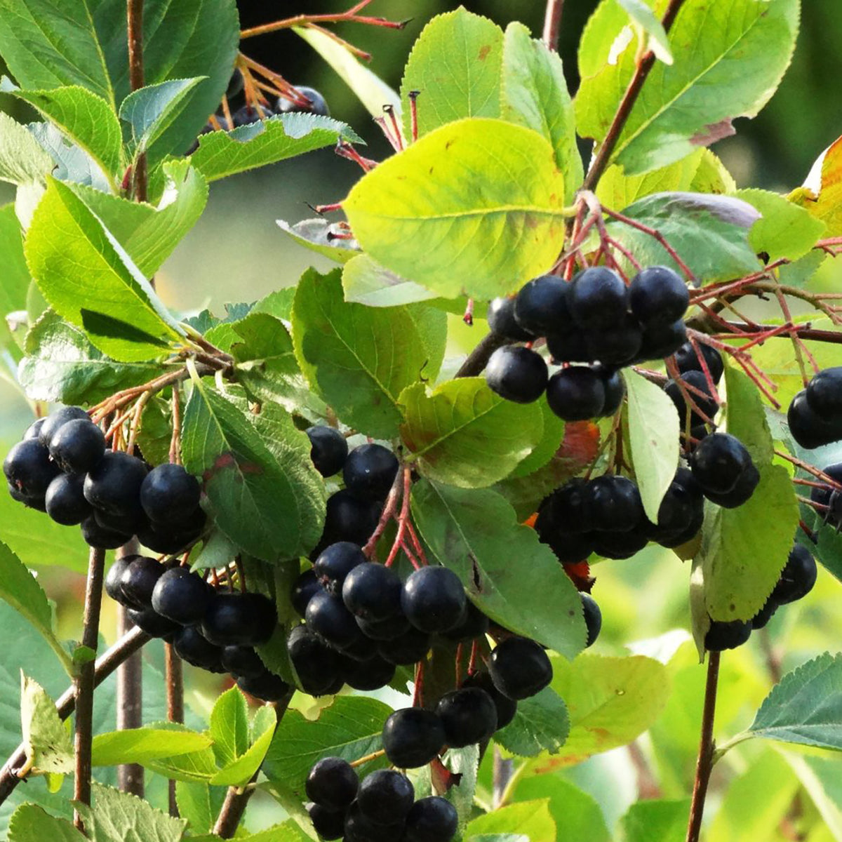 Bio-Apfelbeere 'Hugin'