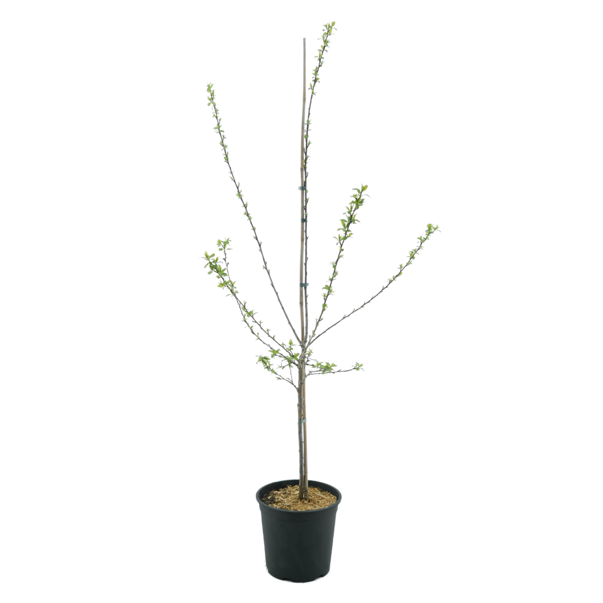 Bio-Aprikosenbaum 'Harlayne'