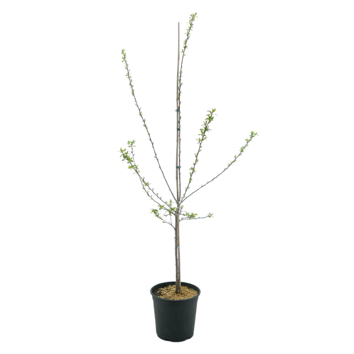 Bio-Aprikosenbaum 'Hilde'