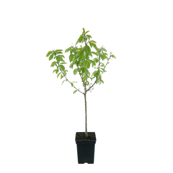 Bio-Aprikosenbaum 'Kuresia'
