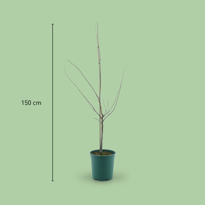 Größe des Bio-Aprikosenbaums 'Mino'
