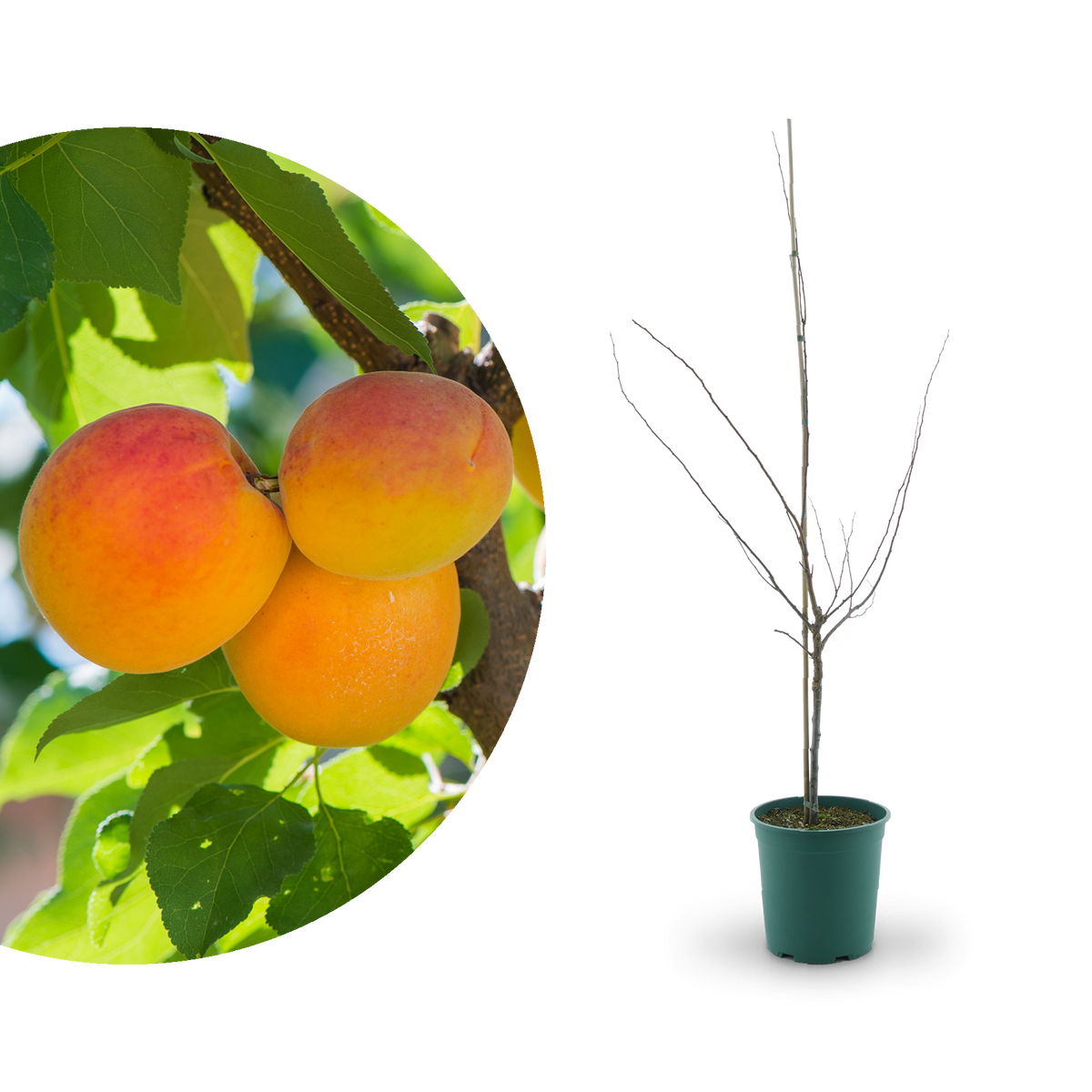 Bio-Aprikosenbaum 'Mino'