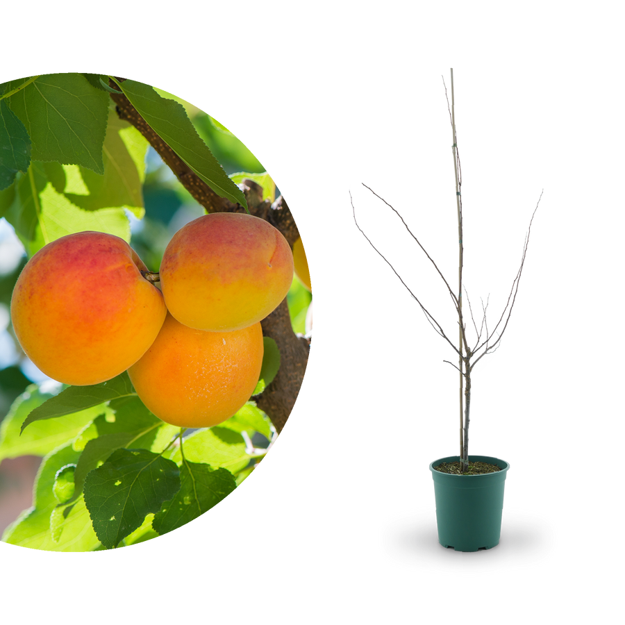Bio-Aprikosenbaum 'Mino'