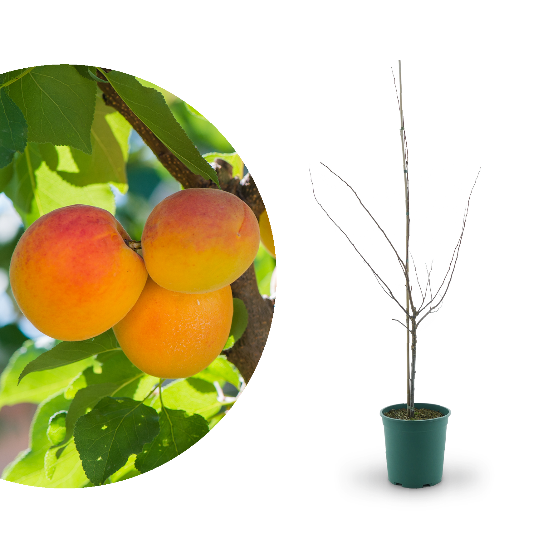 Bio-Aprikosenbaum 'Mino'