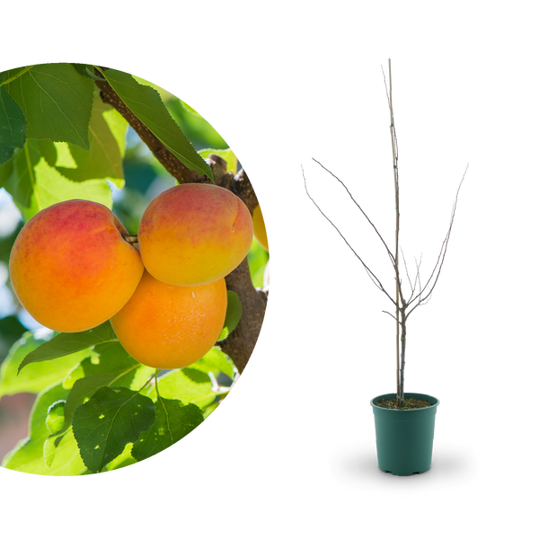 Bio-Aprikosenbaum 'Mino'
