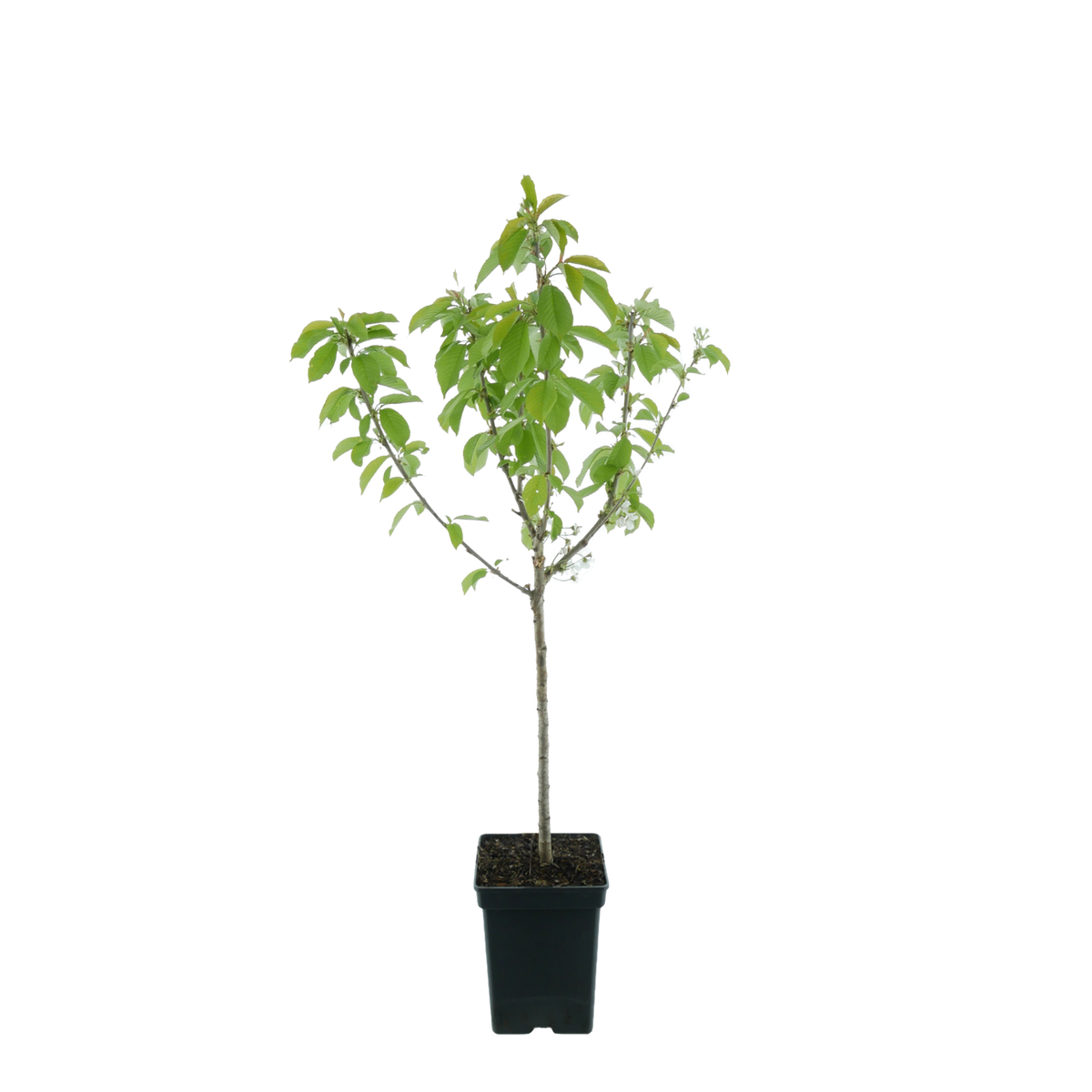 Bio-Aprikosenbaum 'Ungarische Beste'