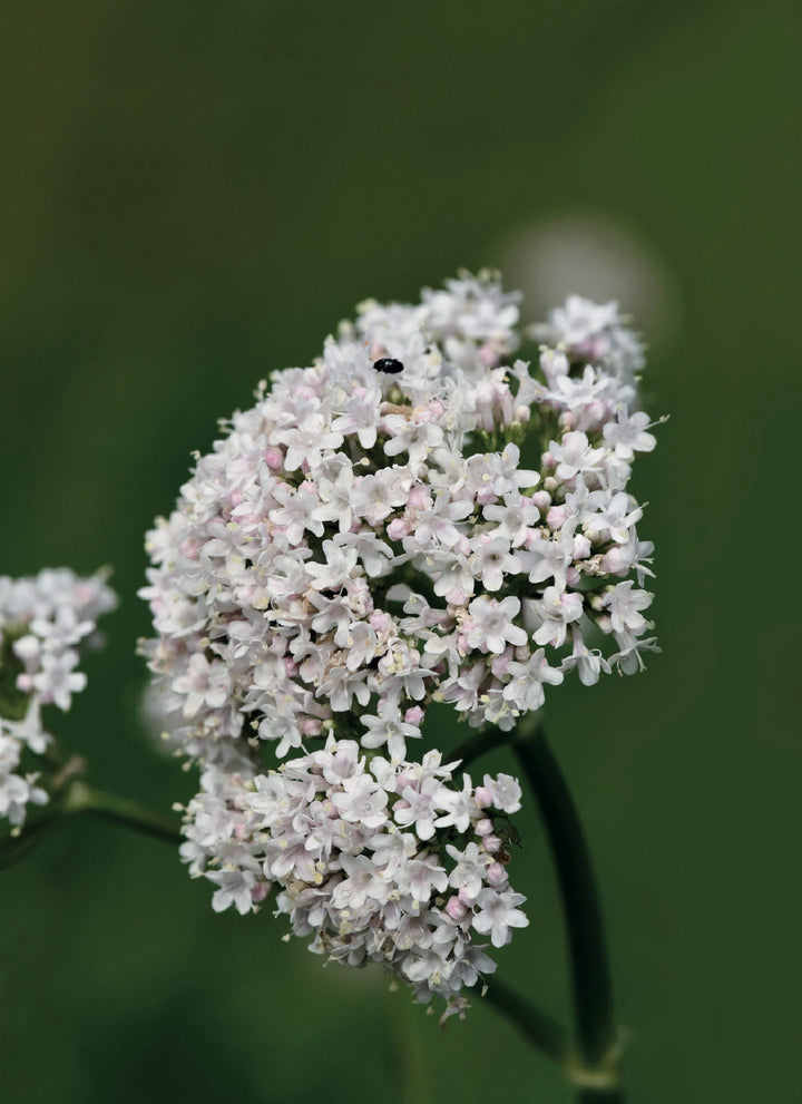 Bio-Arznei-Baldrian-Valeriana officinalis