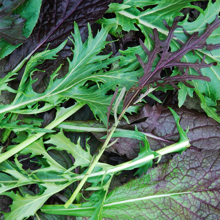 Bio-Asia-Salat Mischung-Brassica rapa var. japonica