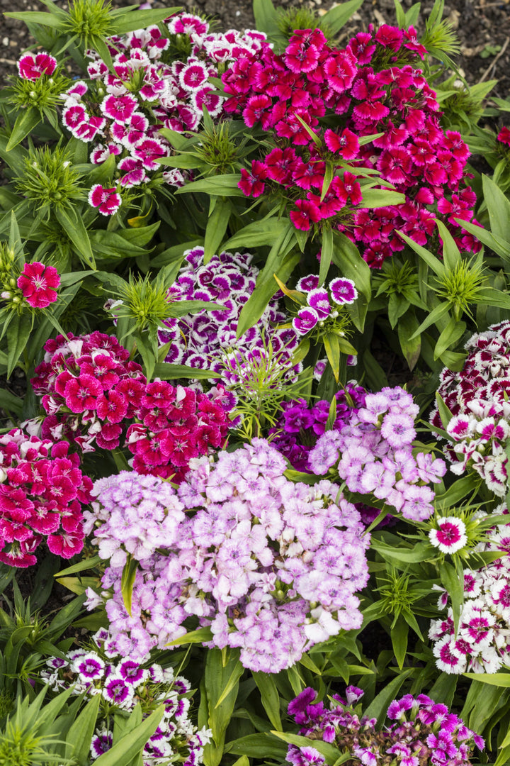 Bio-Bartnelken Mischung-Dianthus barbatus