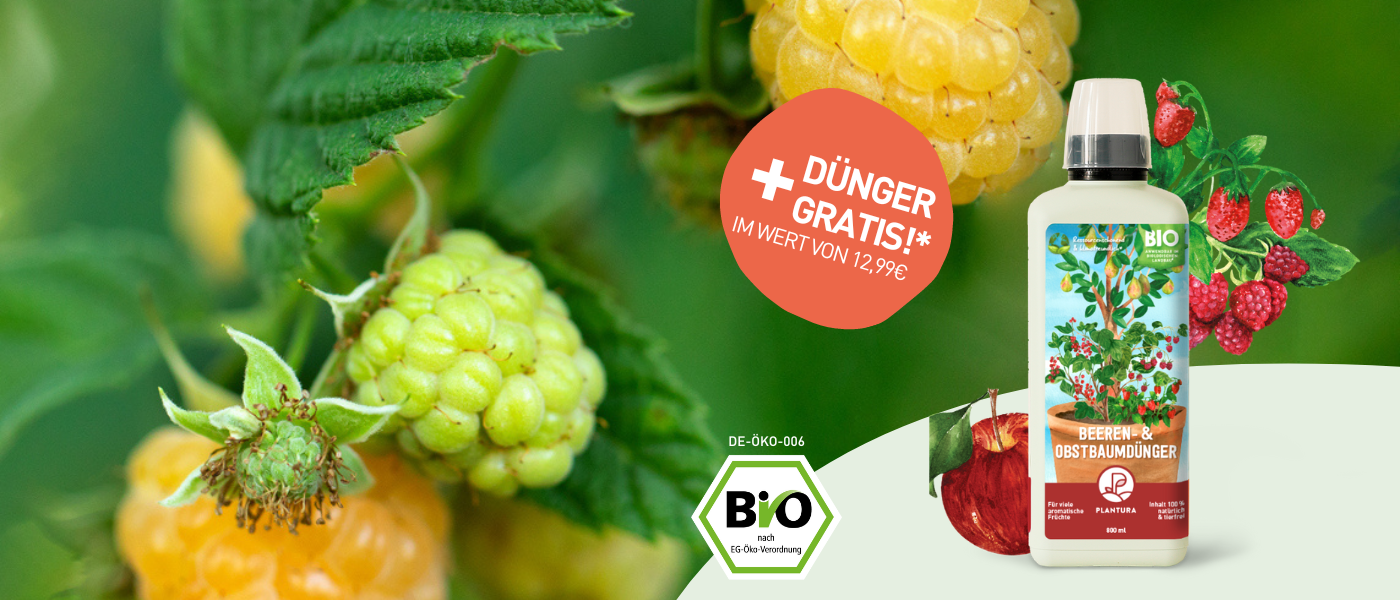 Himbeeren mit Flasche Beerendünger in Vordergrund