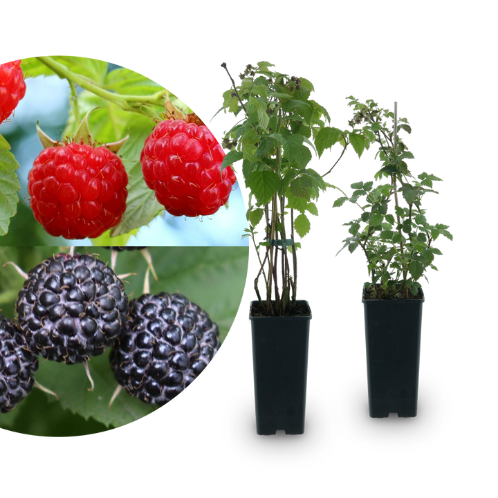 Bio-Beeren-Duo Sommer-Nascherei (2er Set)