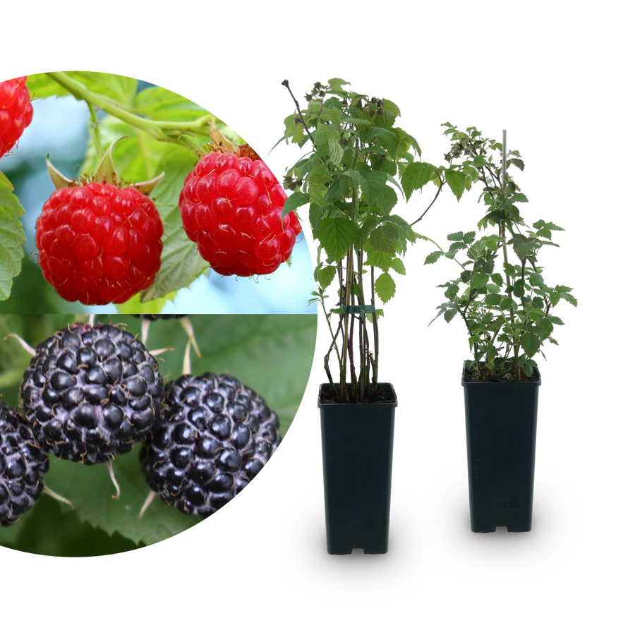 Bio-Beeren-Duo Sommer-Nascherei (2er Set)