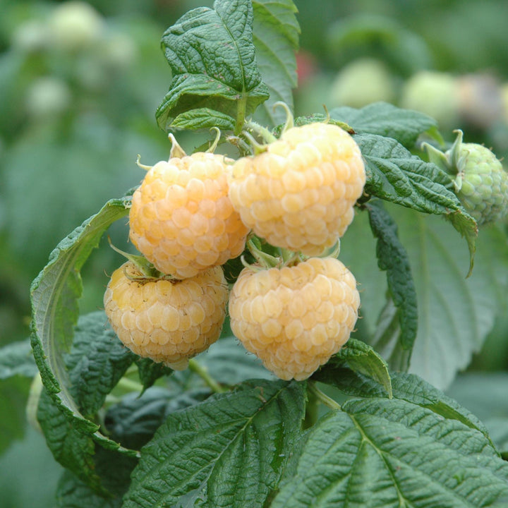 Bio-Himbeere 'Golden Everest'