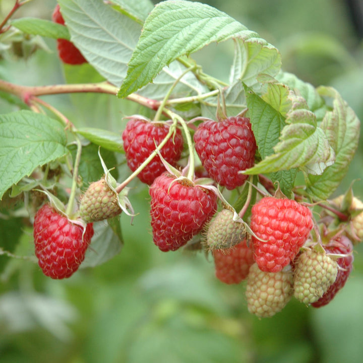 Bio-Himbeere 'Heritage'