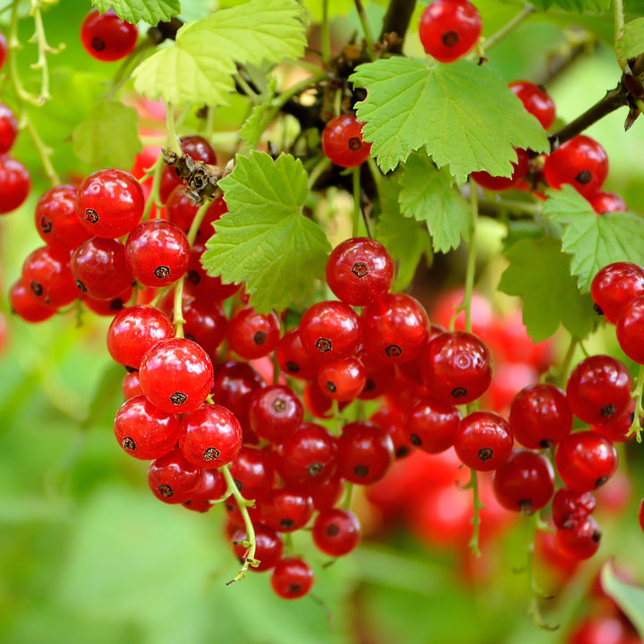 Bio-Johannisbeere 'Rovada'