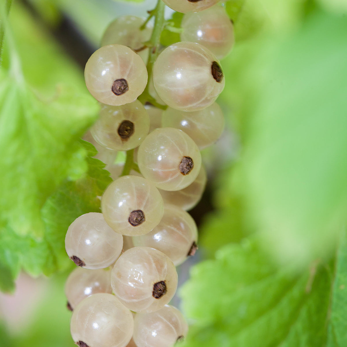 Bio-Johannisbeere 'Weiße Versailler'