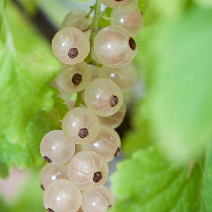 Bio-Johannisbeere 'Weiße Versailler'