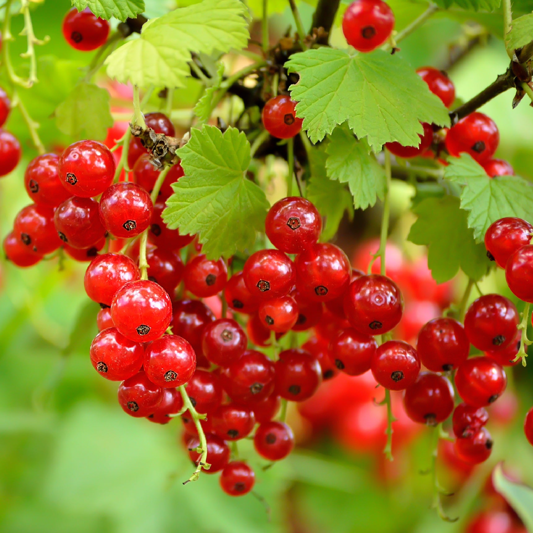 Rote Johannisbeere 'Rovada'