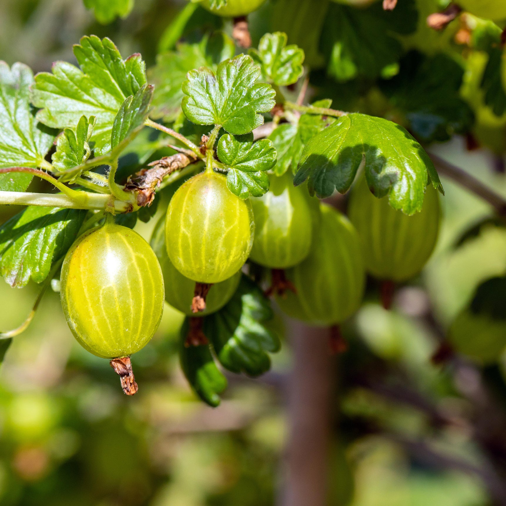 Gelbe Himbeere 'Golden Everest'