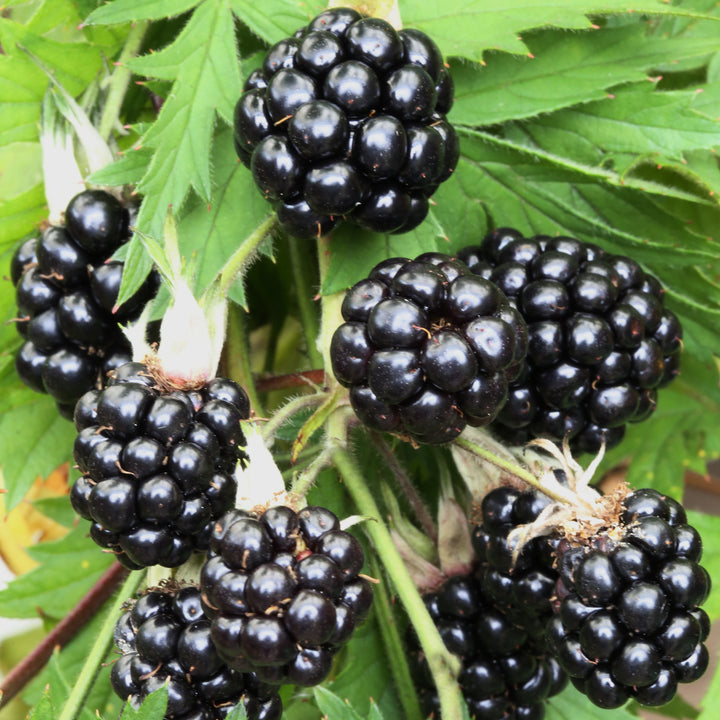 Brombeere 'Oregon Thornless'