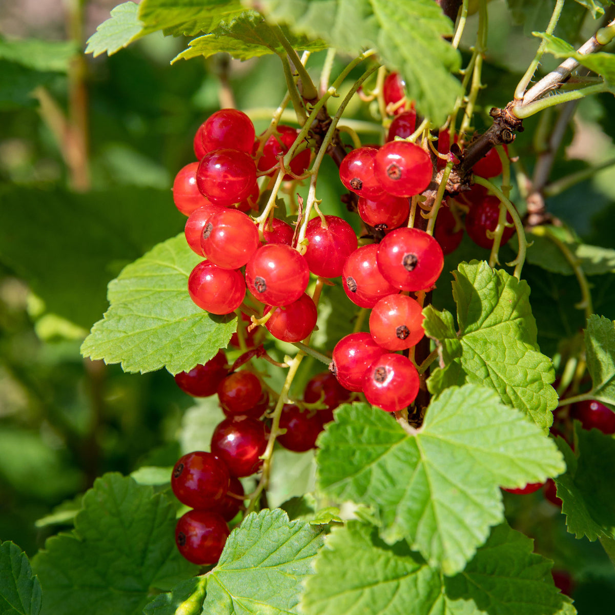 Rote Johannisbeere 'Jonkheer van Tets'