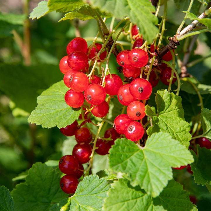 Rote Johannisbeere 'Jonkheer van Tets'