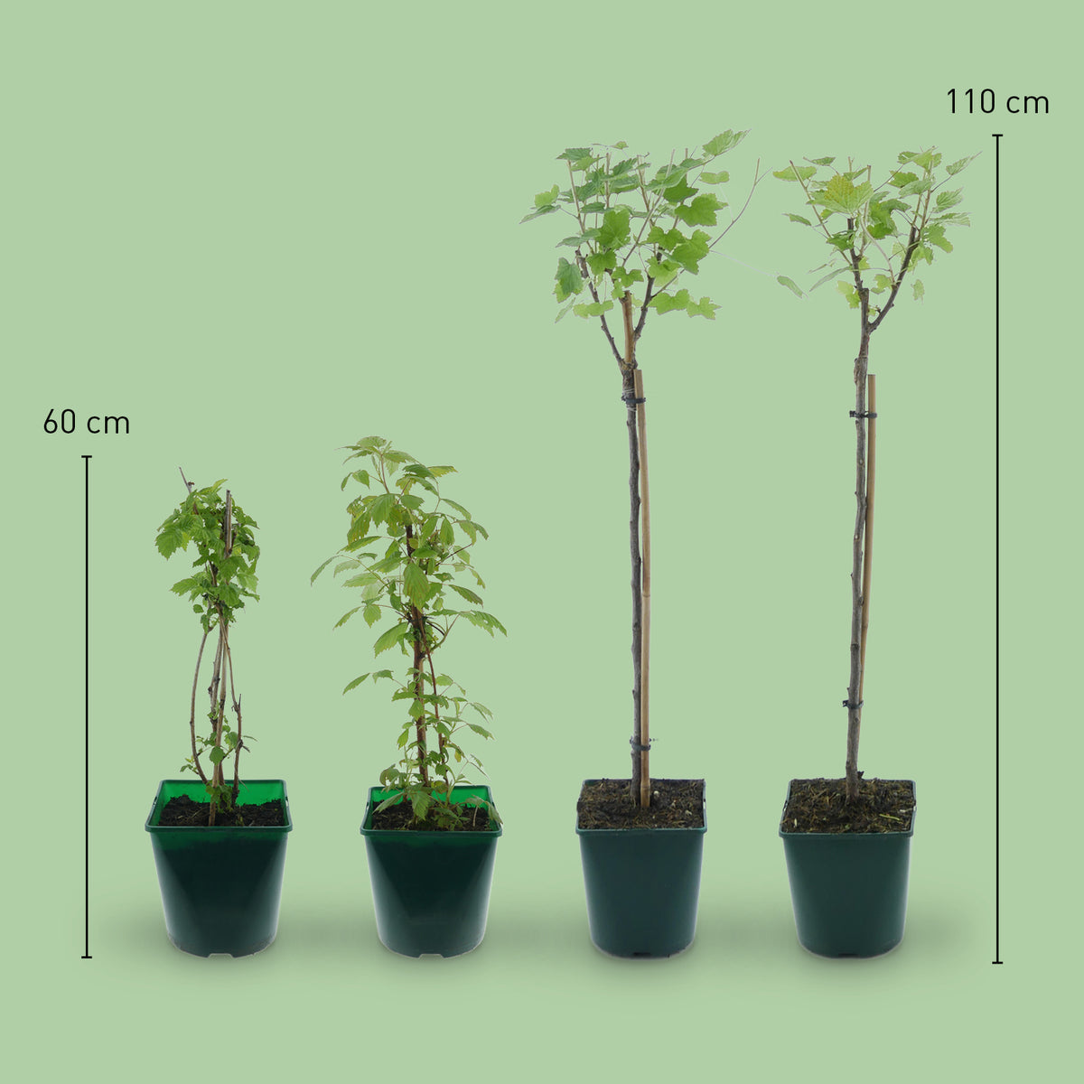 Größe des Bio-Beerensträucher-Sets Naschbalkon