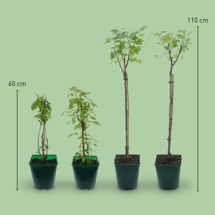 Größe des Bio-Beerensträucher-Sets Naschbalkon