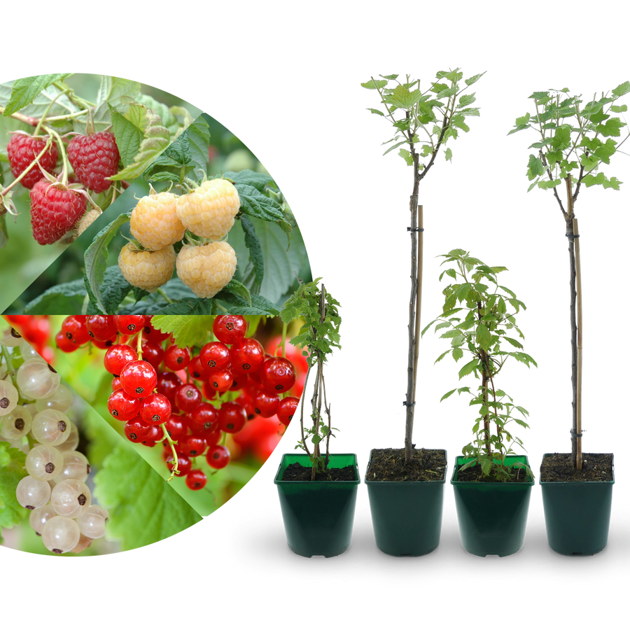 BioBeerensträucher kaufen Plantura Shop