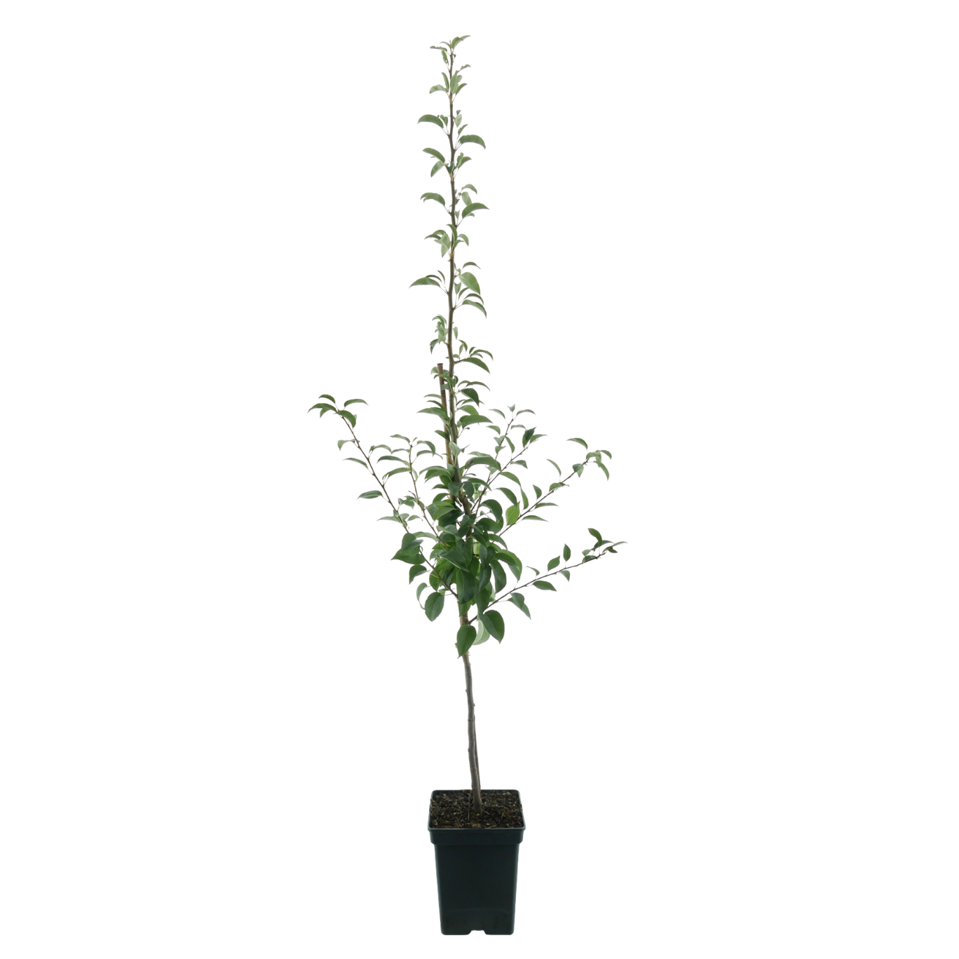 Bio-Birnbaum 'Benita'