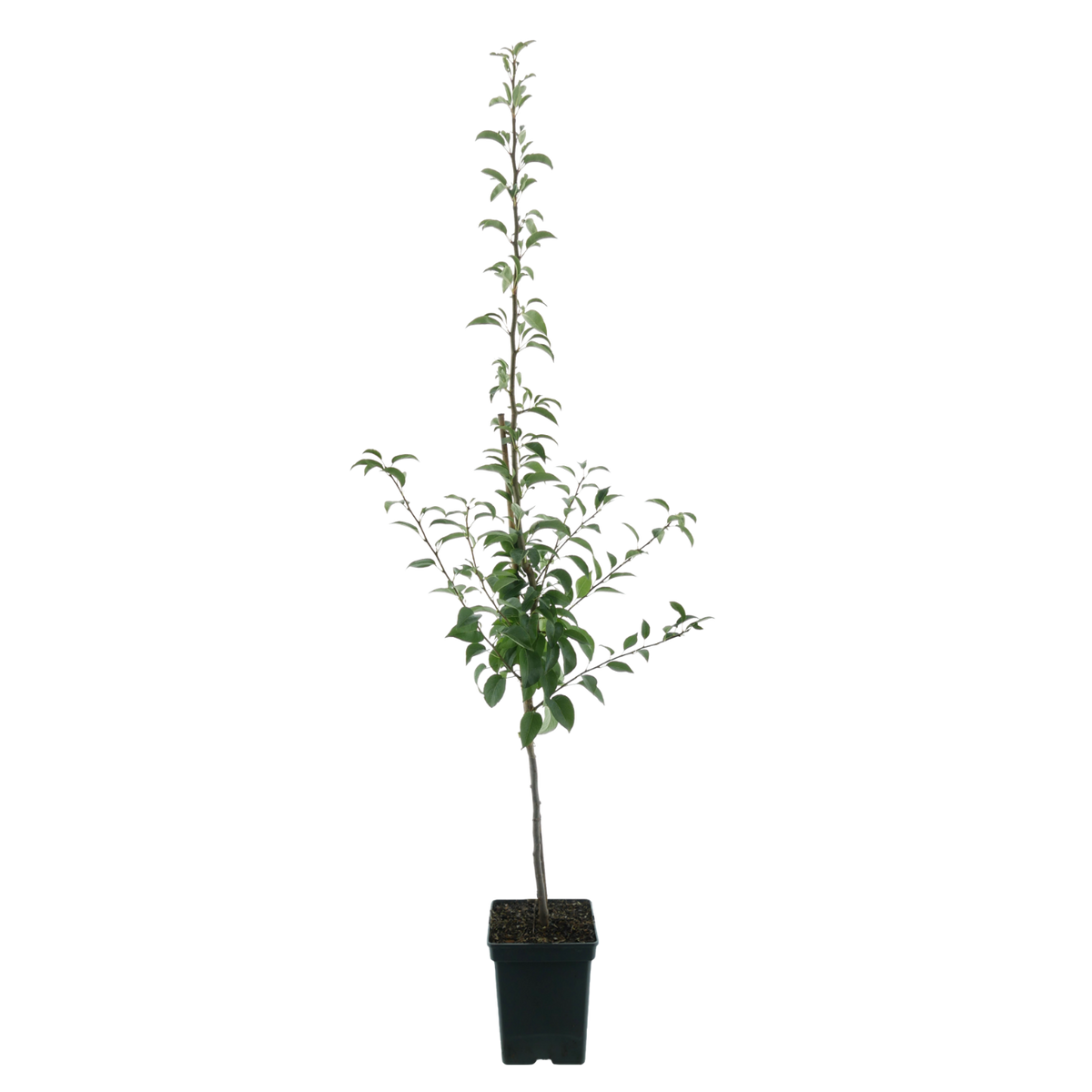 Bio-Birnbaum 'Benita'