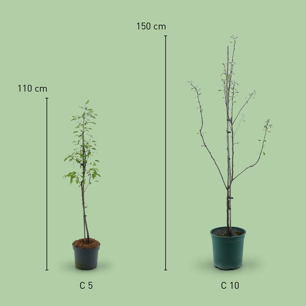 Größe des Bio-Birnbaums 'Clapps Liebling'