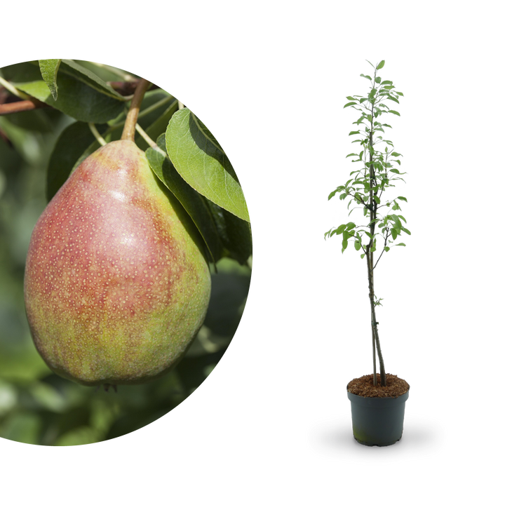 Bio-Birnbaum 'Clapps Liebling'